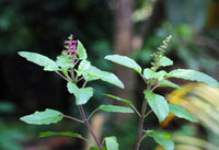 tulsi ojas drops ayursentials sacred adaptogen calm clarity stress nourish heart lungs brain health